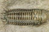 Beautiful Crotalocephalina Trilobite - Atchana, Morocco #310579-1